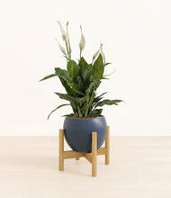 Load image into Gallery viewer, Deep Navy stand:bamboo
