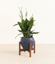Load image into Gallery viewer, Deep Navy stand:walnut
