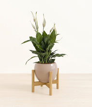 Load image into Gallery viewer, Desert Brown stand:bamboo
