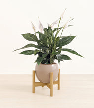 Load image into Gallery viewer, Desert Brown stand:bamboo
