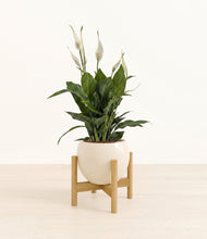 Load image into Gallery viewer, Shiny EggWhite stand:bamboo

