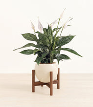 Load image into Gallery viewer, Shiny EggWhite stand:walnut
