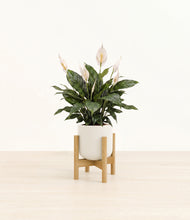 Load image into Gallery viewer, Cotton White stand:bamboo
