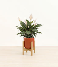 Load image into Gallery viewer, Glossy Red stand:bamboo
