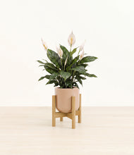 Load image into Gallery viewer, Glossy Pink stand:bamboo
