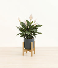 Load image into Gallery viewer, Iron Gray stand:bamboo
