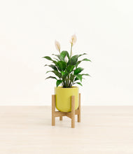 Load image into Gallery viewer, Key Lime Yellow stand:light
