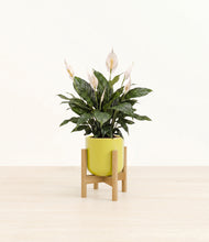 Load image into Gallery viewer, Key Lime Yellow stand:bamboo
