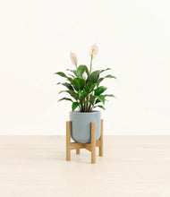 Load image into Gallery viewer, Misty Blue stand:light
