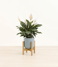 Load image into Gallery viewer, Misty Blue stand:bamboo
