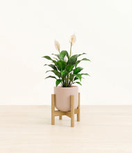 Load image into Gallery viewer, Sandy Pink stand:light
