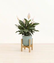 Load image into Gallery viewer, Reactive Aqua stand:bamboo
