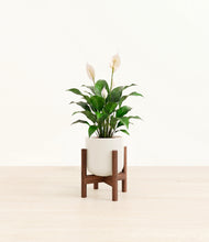 Load image into Gallery viewer, Cotton White stand:dark
