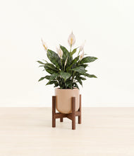 Load image into Gallery viewer, Glossy Pink stand:walnut
