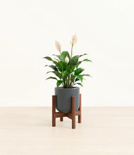 Load image into Gallery viewer, Iron Gray stand:dark
