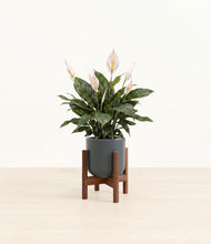 Load image into Gallery viewer, Iron Gray stand:walnut

