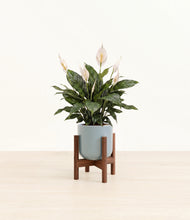 Load image into Gallery viewer, Misty Blue stand:walnut

