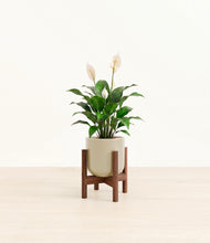 Load image into Gallery viewer, Sage Green stand:dark
