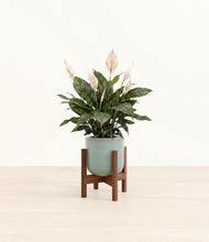 Load image into Gallery viewer, Reactive Aqua stand:walnut
