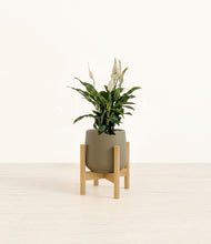 Load image into Gallery viewer, Olive stand:bamboo
