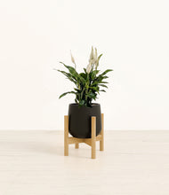 Load image into Gallery viewer, Black stand:bamboo
