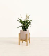 Load image into Gallery viewer, Eternal Gray stand:bamboo

