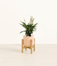Load image into Gallery viewer, Gentle Pink stand:bamboo
