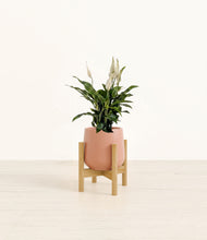 Load image into Gallery viewer, Calm Rose stand:bamboo
