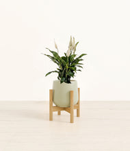 Load image into Gallery viewer, Turquoise stand:bamboo
