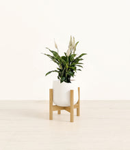 Load image into Gallery viewer, White stand:bamboo
