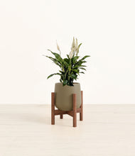 Load image into Gallery viewer, Olive stand:walnut
