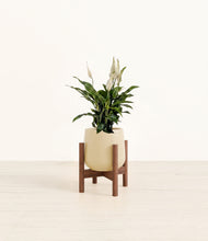 Load image into Gallery viewer, Almond Green stand:walnut
