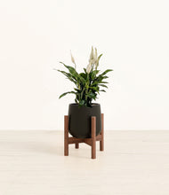 Load image into Gallery viewer, Black stand:walnut
