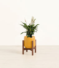 Load image into Gallery viewer, Mustard stand:walnut
