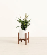 Load image into Gallery viewer, White stand:walnut

