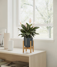 Load image into Gallery viewer, Iron Gray stand:all

