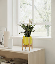 Load image into Gallery viewer, Key Lime Yellow stand:all
