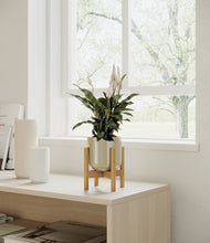 Load image into Gallery viewer, Sage Green stand:all
