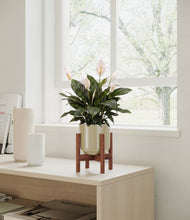 Load image into Gallery viewer, Sage Green stand:walnut
