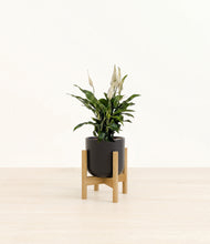 Load image into Gallery viewer, Stone Black stand:bamboo
