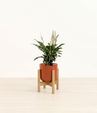 Load image into Gallery viewer, Glossy Red stand:bamboo
