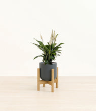 Load image into Gallery viewer, Iron Gray stand:bamboo
