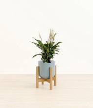 Load image into Gallery viewer, Misty Blue stand:bamboo

