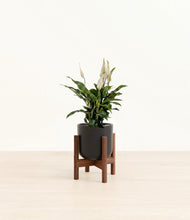 Load image into Gallery viewer, Stone Black stand:walnut
