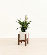 Load image into Gallery viewer, Cotton White stand:walnut
