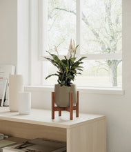 Load image into Gallery viewer, Olive stand:walnut
