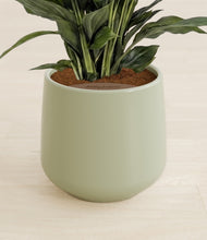 Load image into Gallery viewer, Turquoise stand:all
