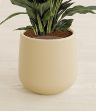 Load image into Gallery viewer, Almond Green stand:all
