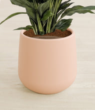 Load image into Gallery viewer, Gentle Pink stand:all
