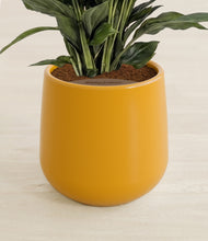 Load image into Gallery viewer, Mustard stand:all
